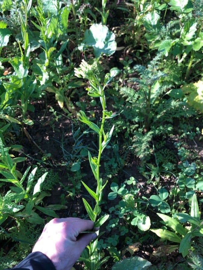 Camelina 20