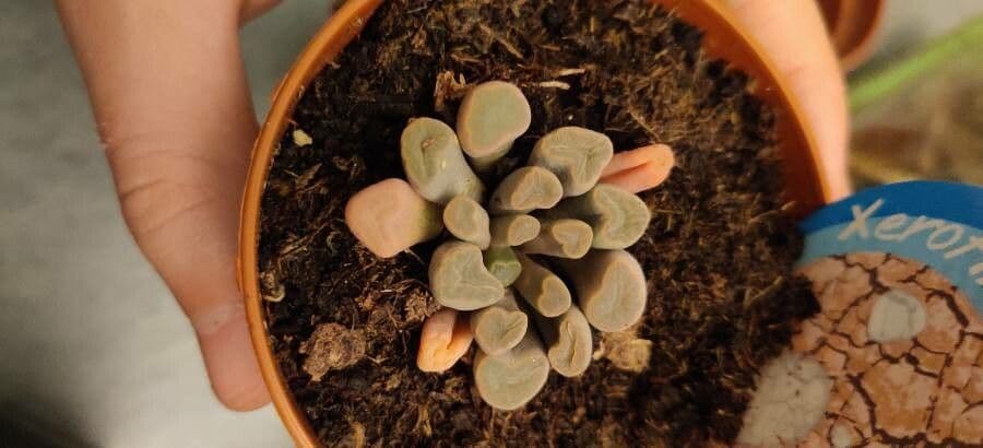 Frithia 4
