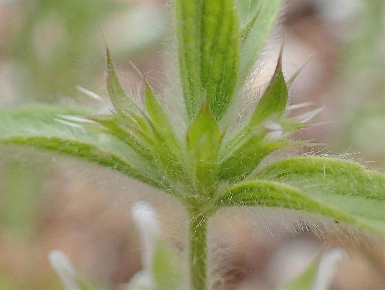 Sideritis romana 19