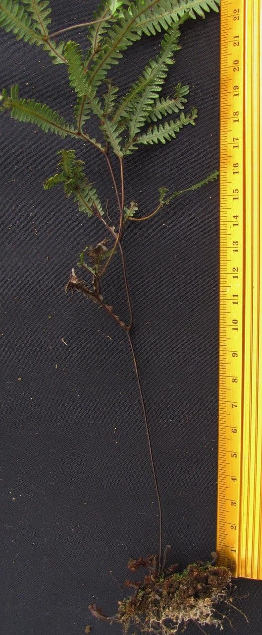 Sticherus 2