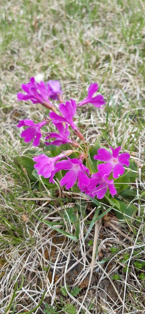 Primula 3