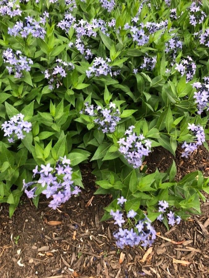 Amsonia 3