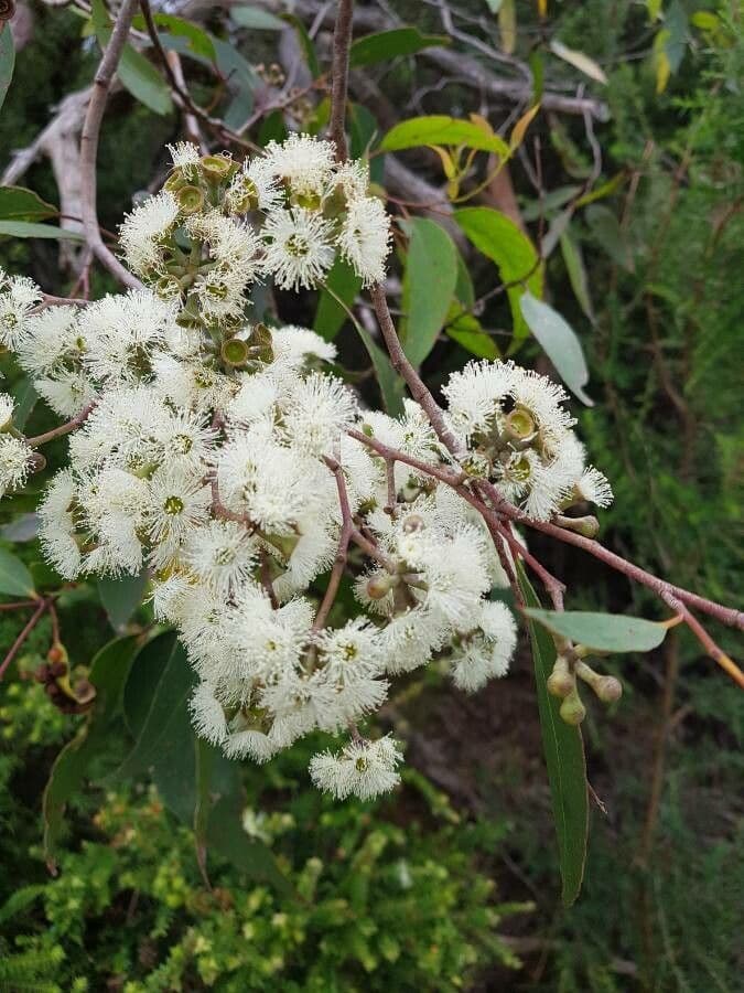 Schnee-Eukalyptus 6