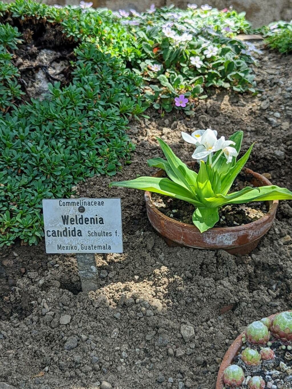 Weldenia 4