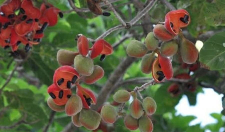 Sterculia 2