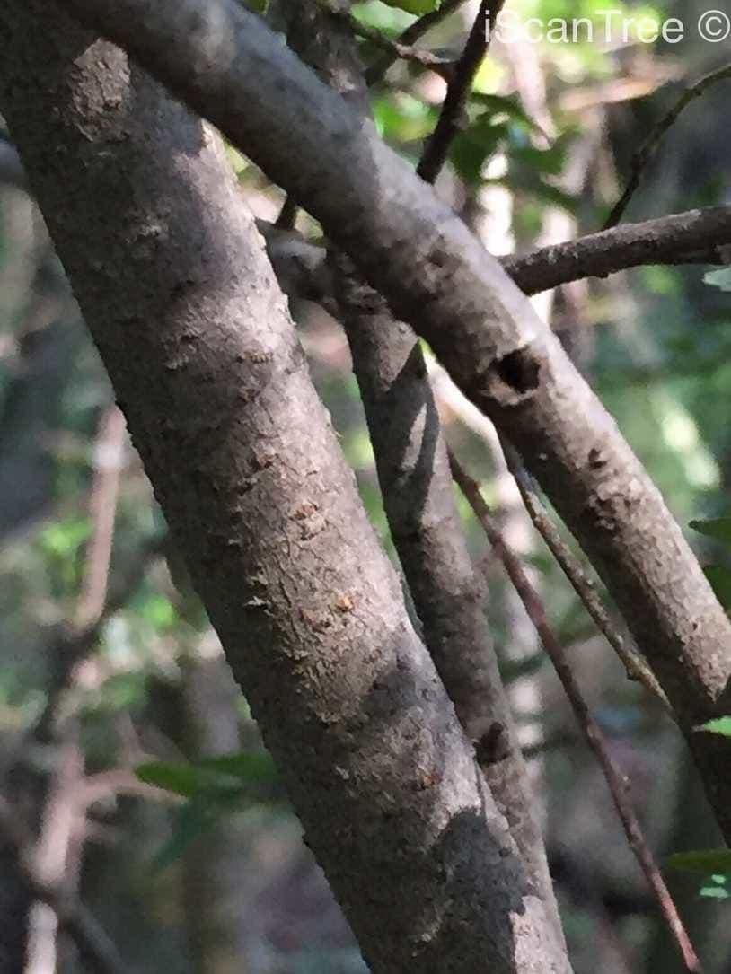 Myrsina africká 24