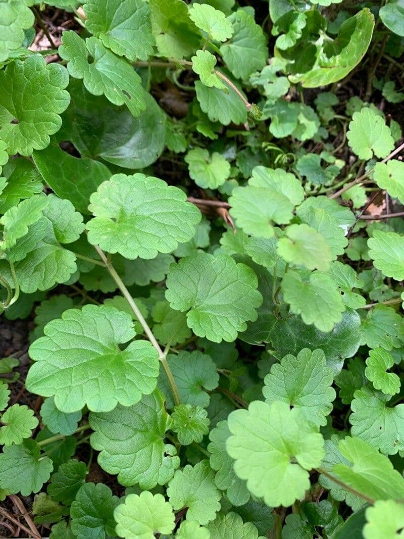 Glechoma hirsuta 4