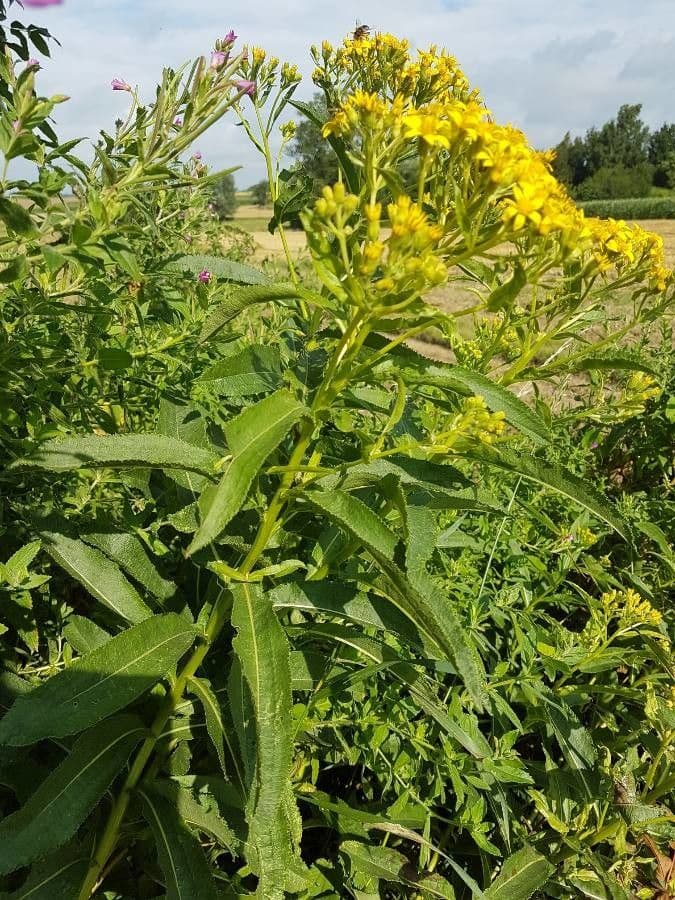 Senecio sarracenico 13