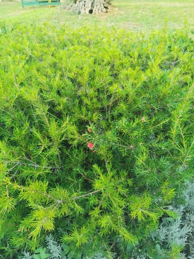 Rosmarinblättrige Grevillea 28
