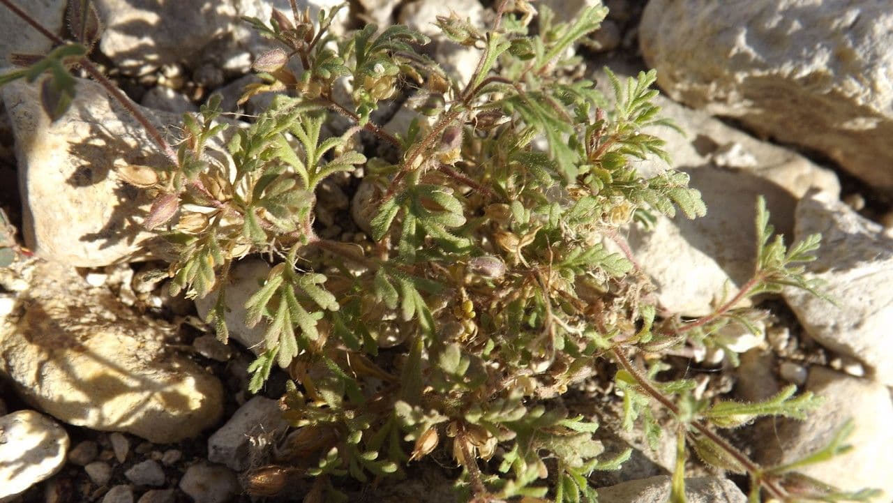 Leucospora multifida 3