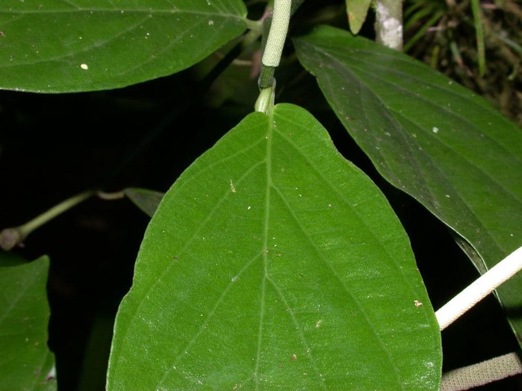 Pfeffer 2