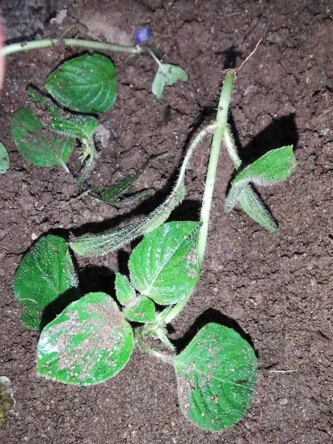 Coccocypselum irsuto 18