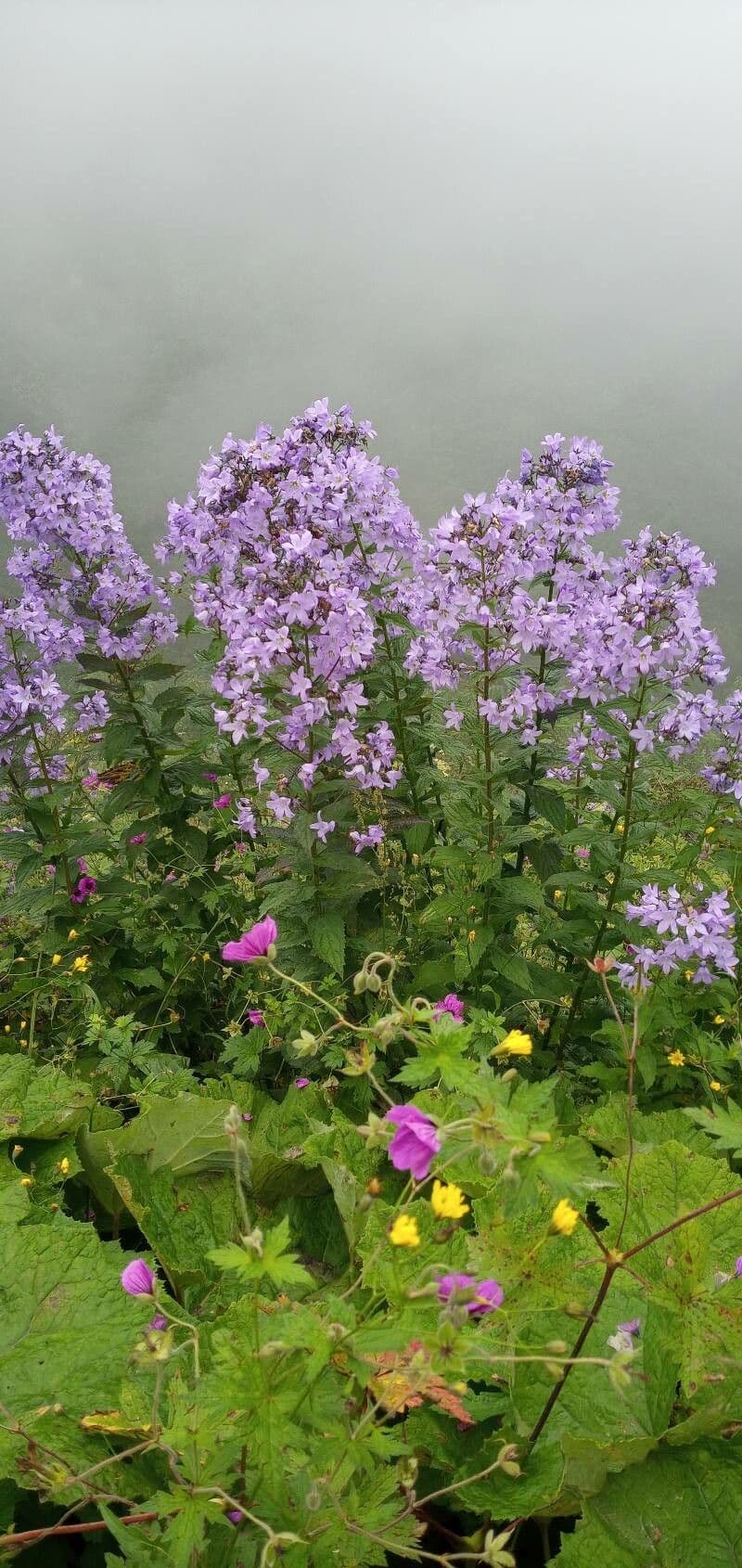Campanula lactiflora 14