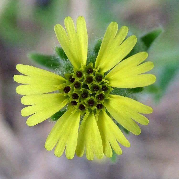 Schmalblättriges Geigerkraut 2