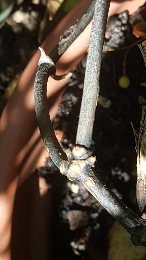 Clematis cirrhosa 21