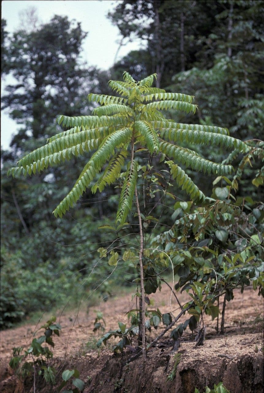 Goupia glabra 2