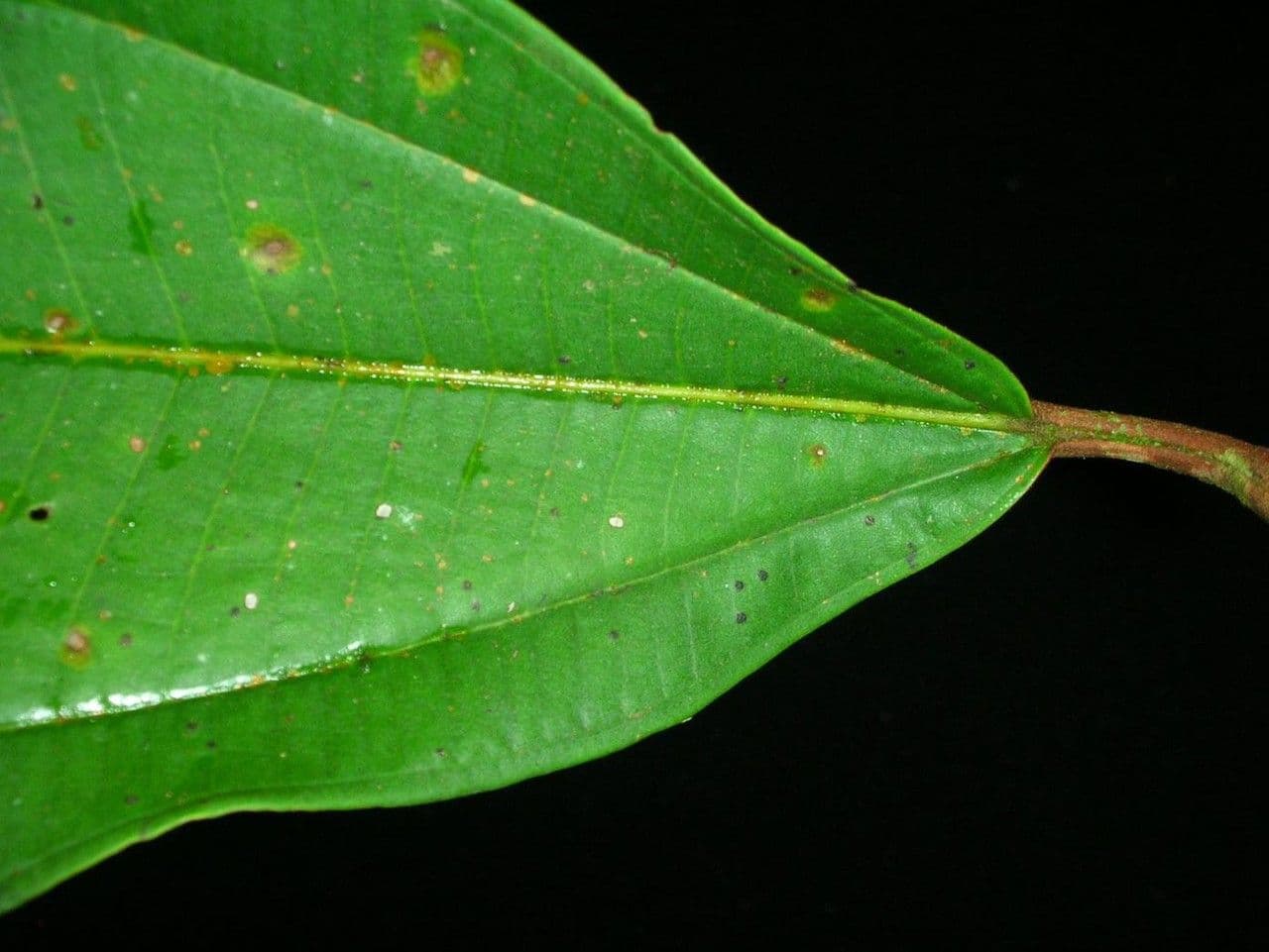 Miconia punteggiata 11