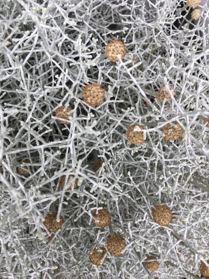 Buisson coussin 3