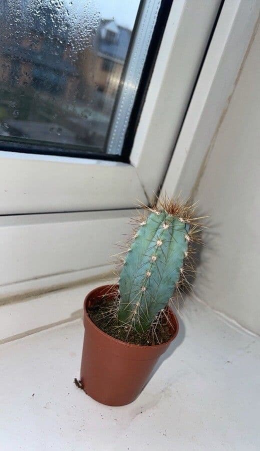 Pilosocereus pachycladus 2