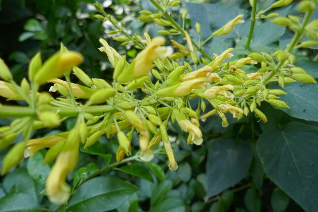 Salvia