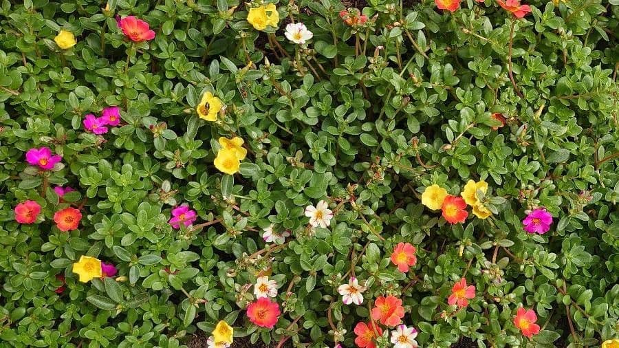 Flor de once horas 28
