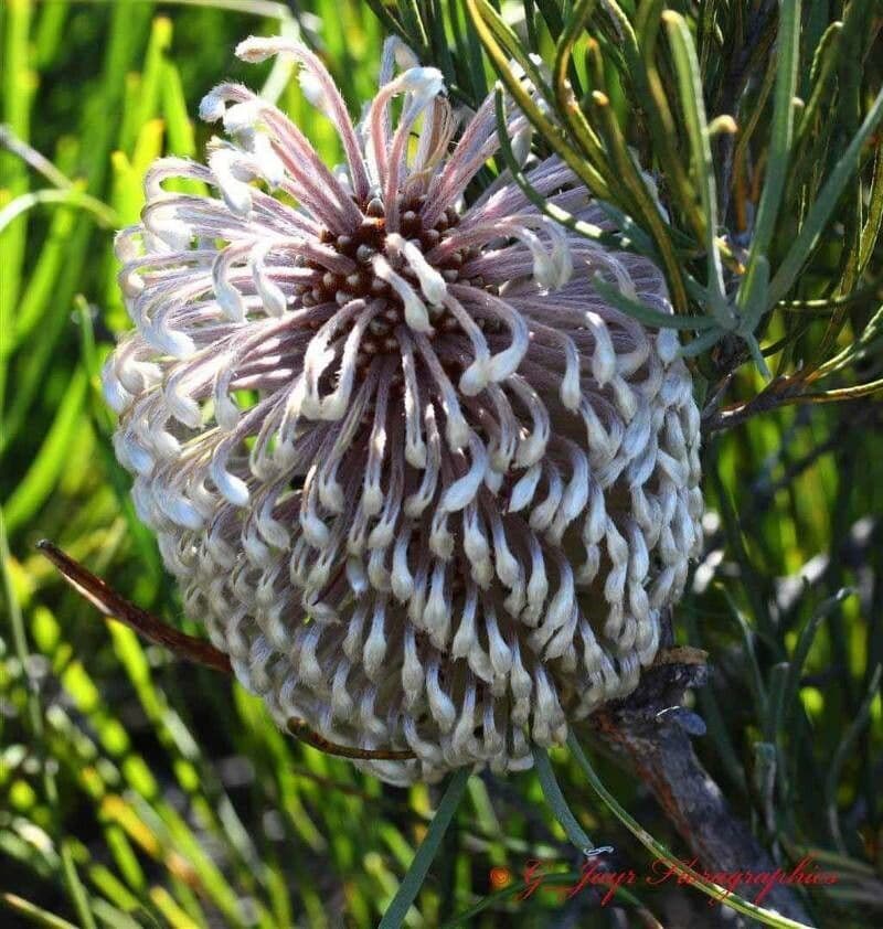 Banksia 2
