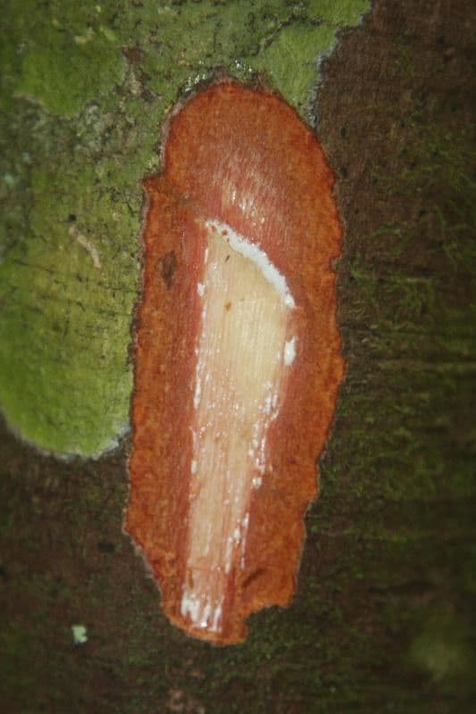 Micropholis 11