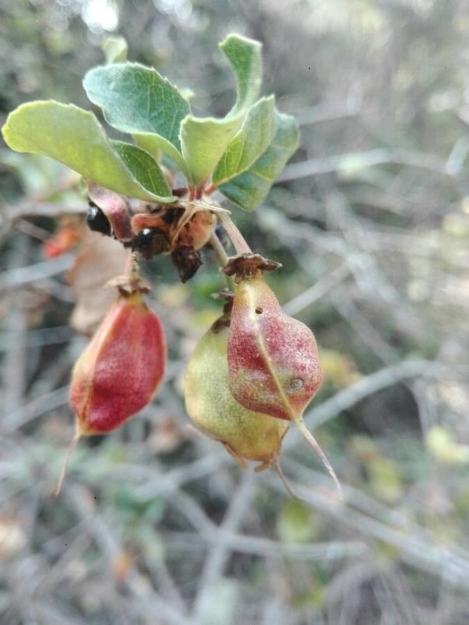 Maiglöckchenbaum 4
