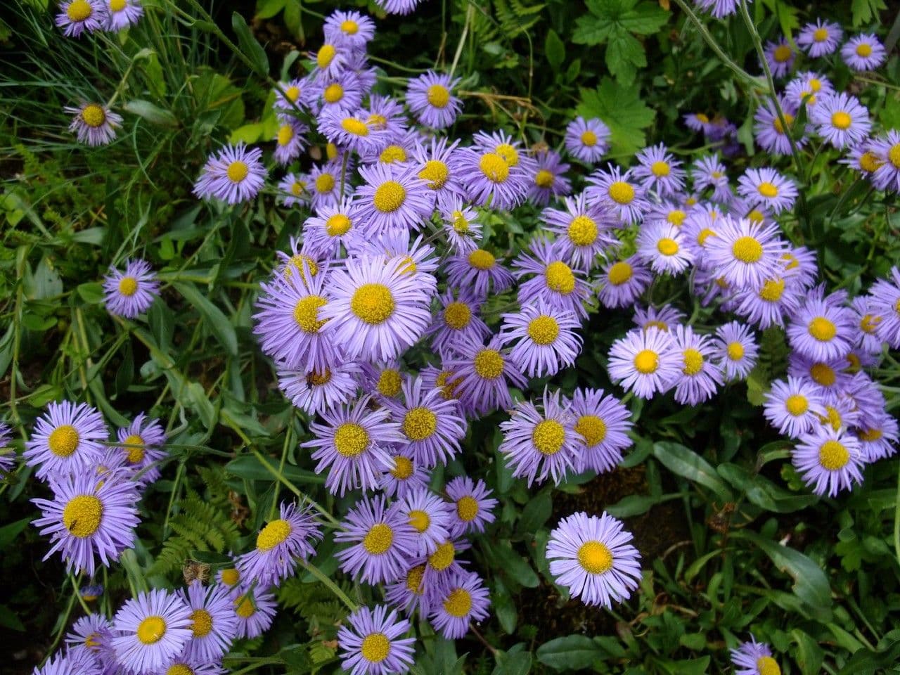 Fleabane 7