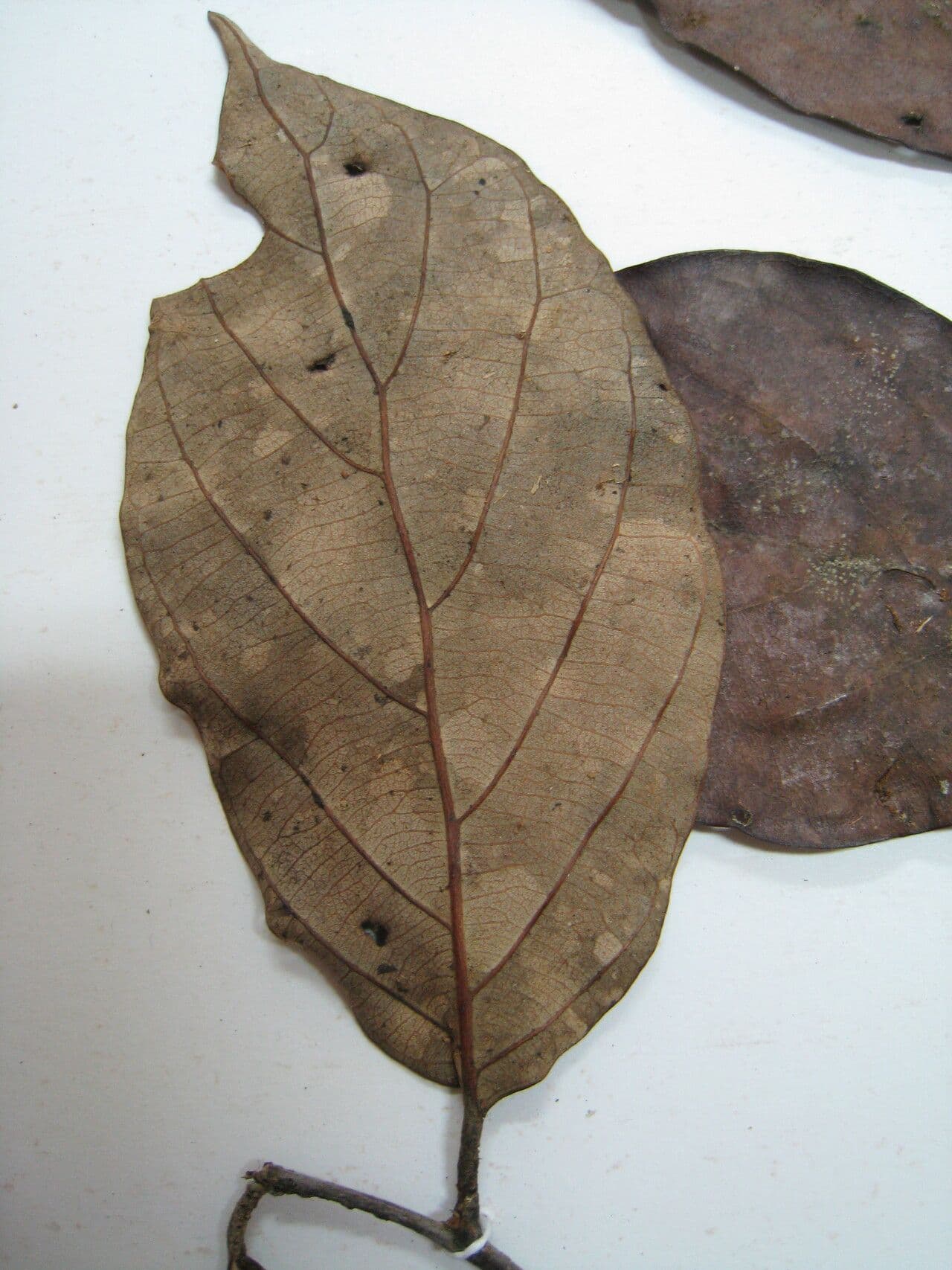Licania 11