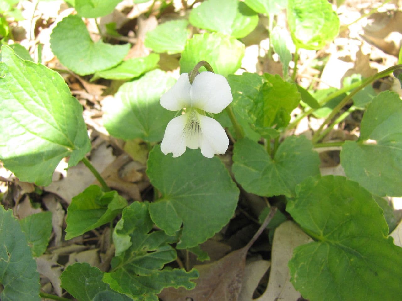 Weiße Waldveilchen 14