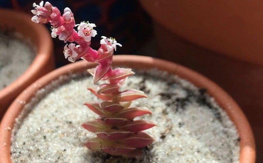 Crassula 27