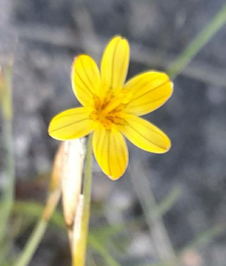 Sisyrinchium 3