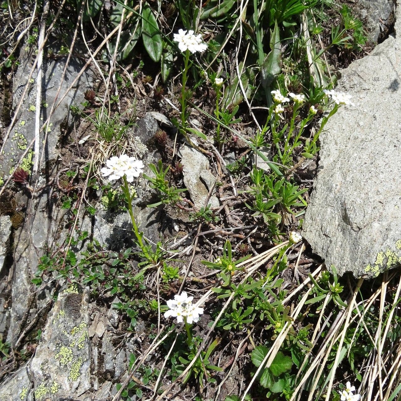Felsen-Schiffchen 12