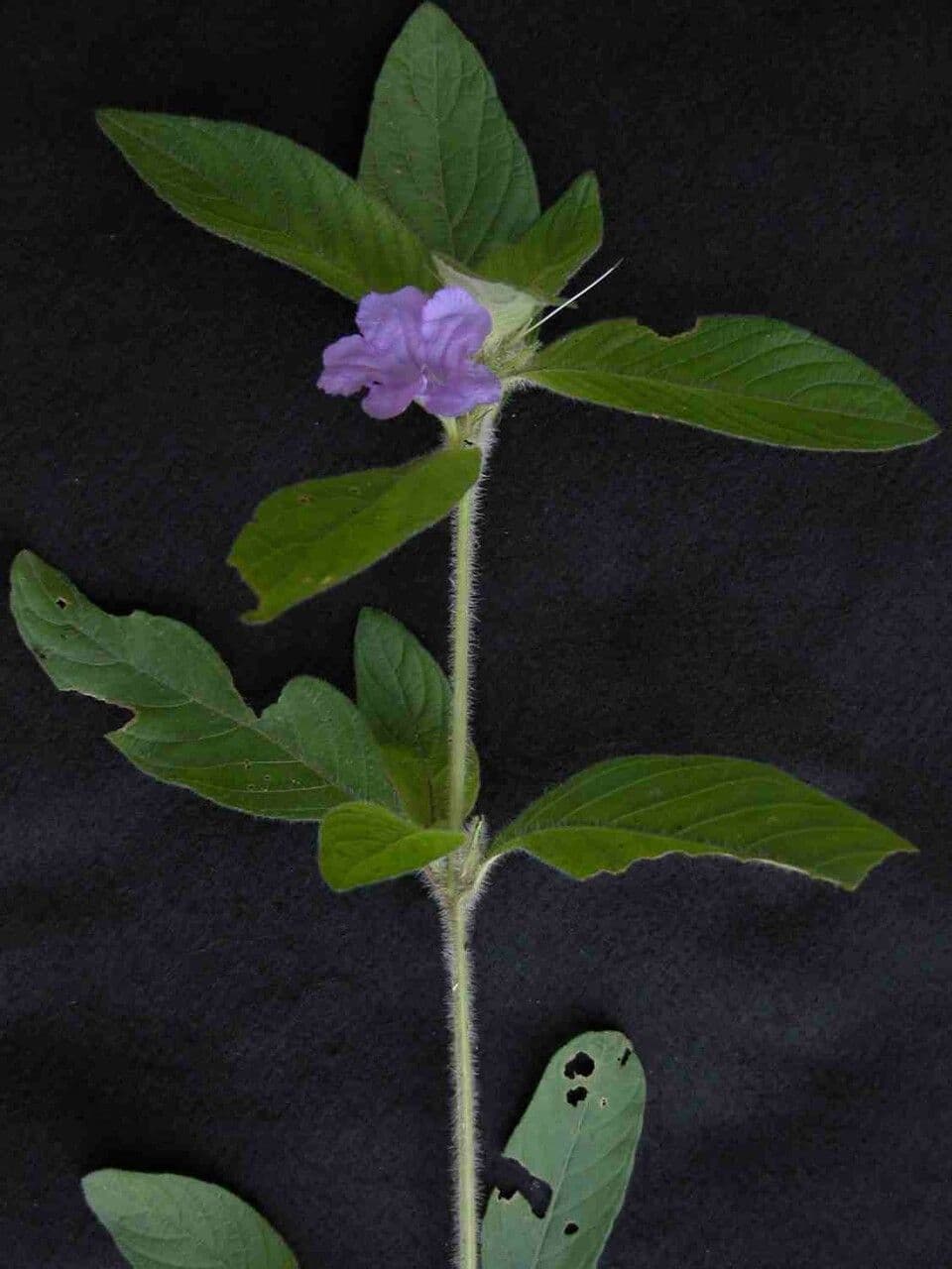 Ruellia geminiflora