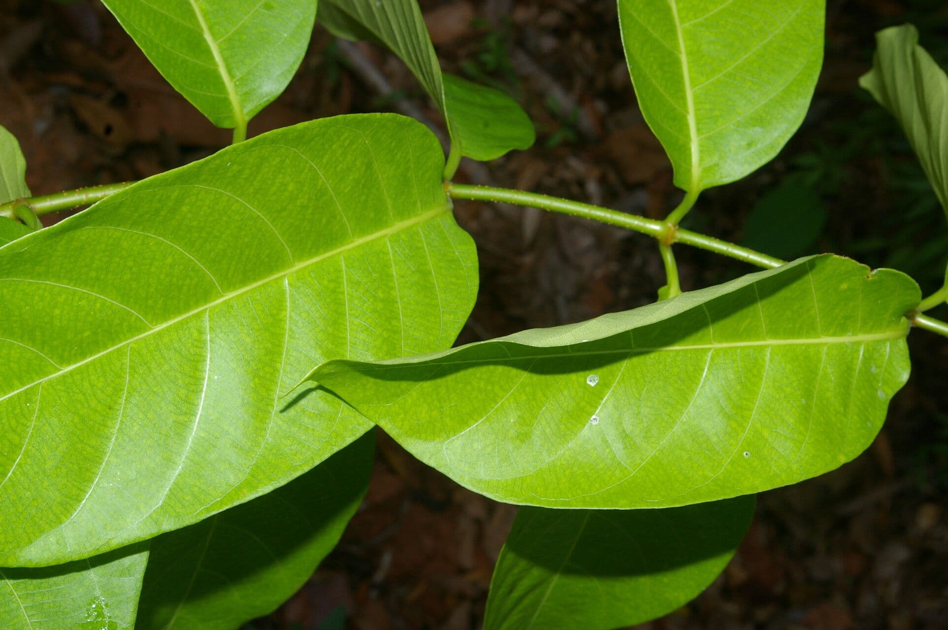 Odontadenia