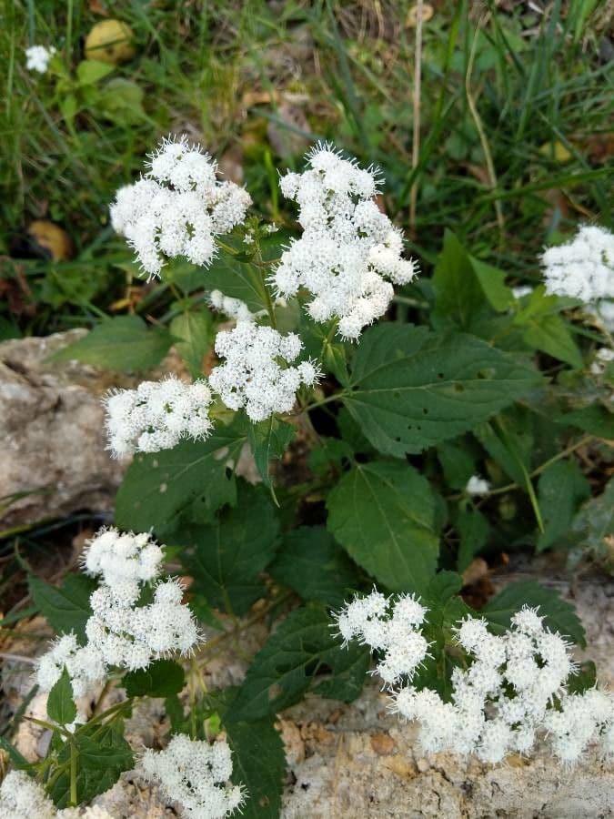 Ageratina aromatica 4