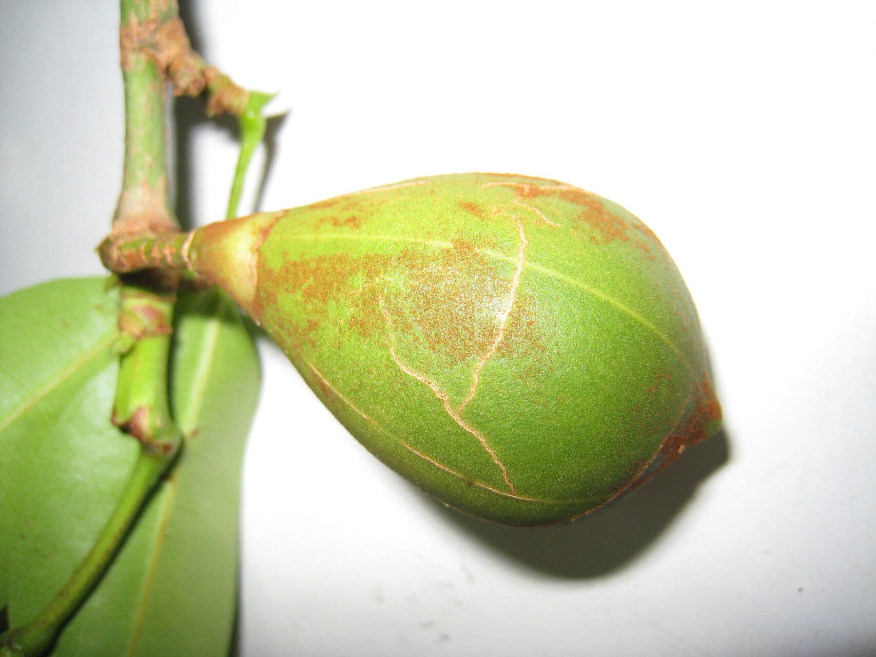 Eriotheca globosa 12
