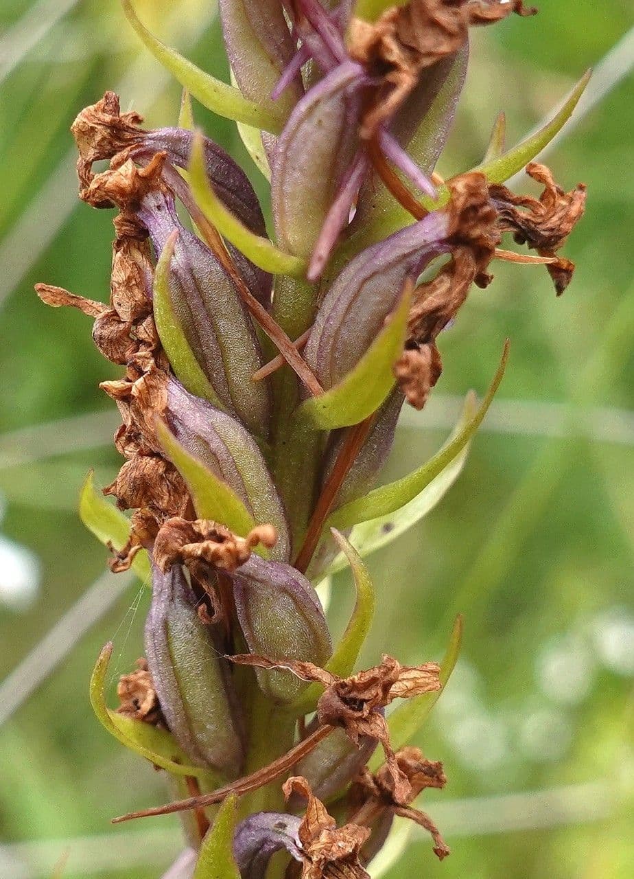 Manina rosea 5