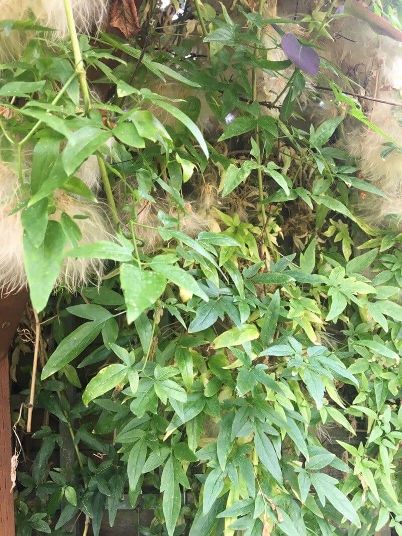 Clematis orientale 17