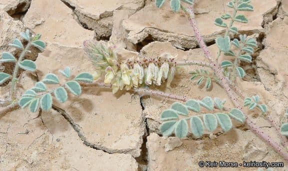Dalea mollis 8