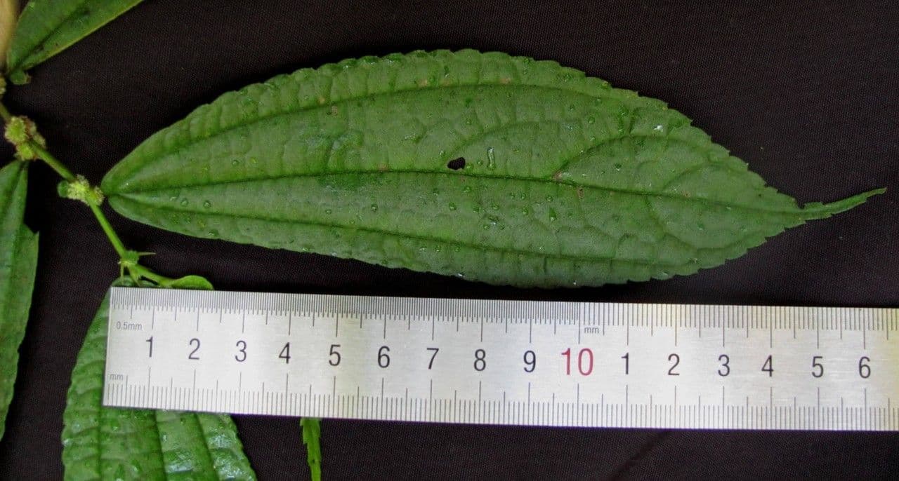 Phenax 5