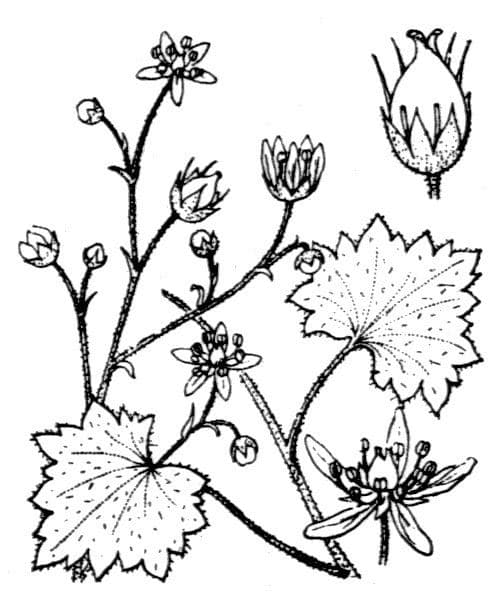Rundblättriger Steinbrech 27