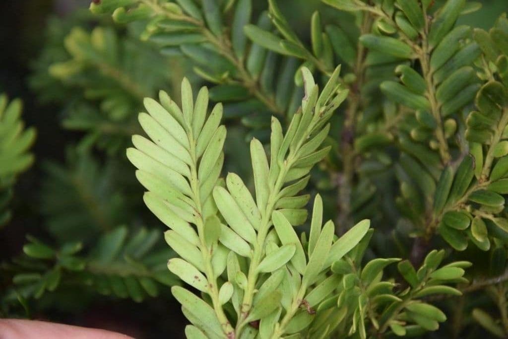 Falcatifolium 7