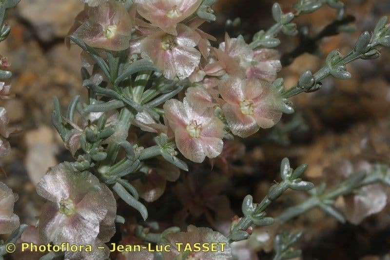 Salsola oppositifolia 4