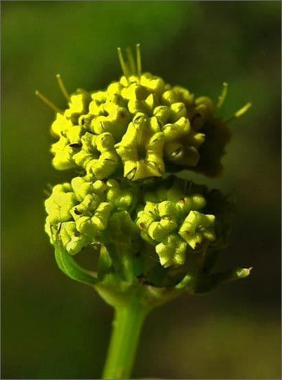Sanicula 5