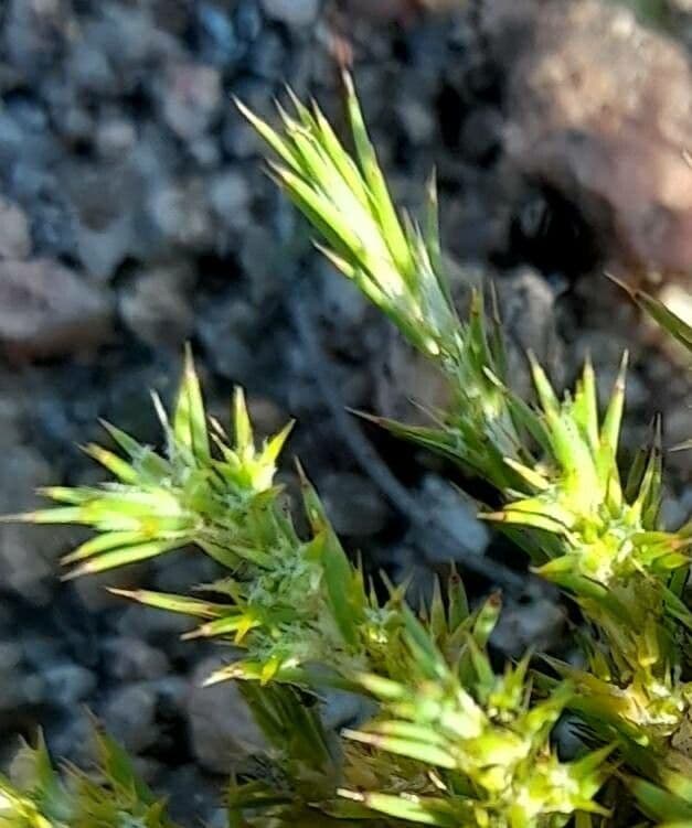 Cardionema 5