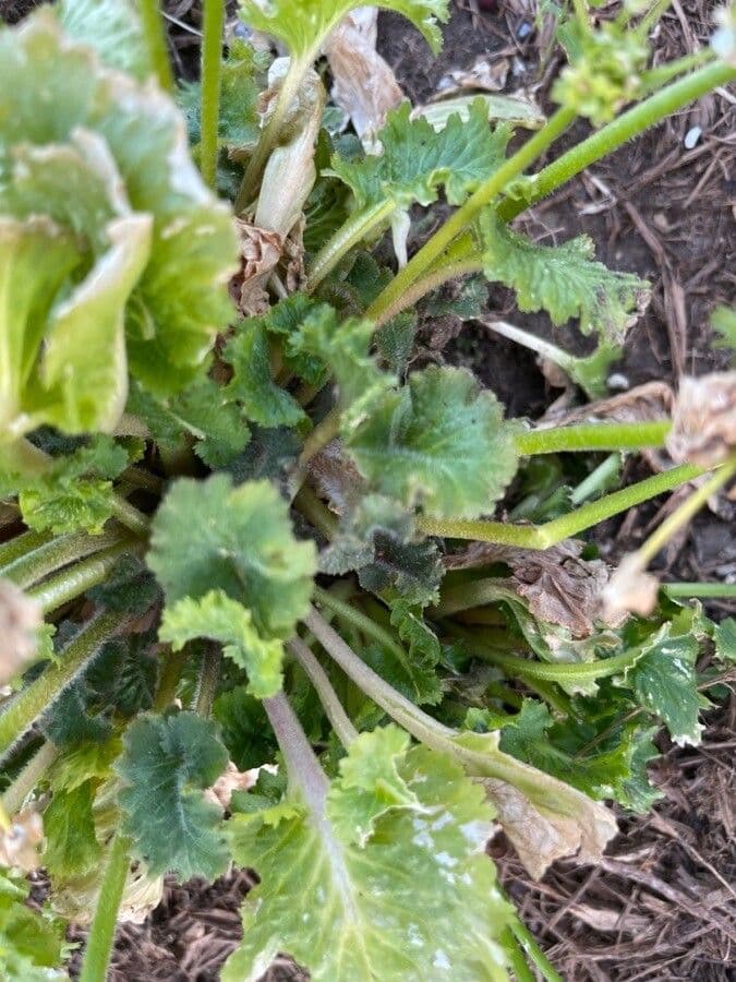 Primula 8