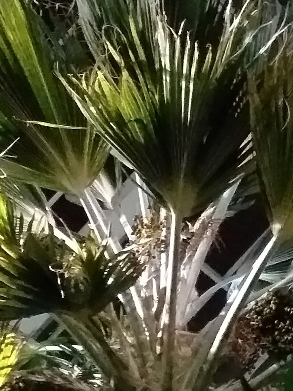Pritchardia 5