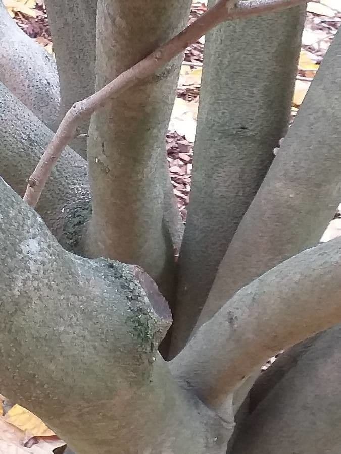 Lindera obtusiloba 10